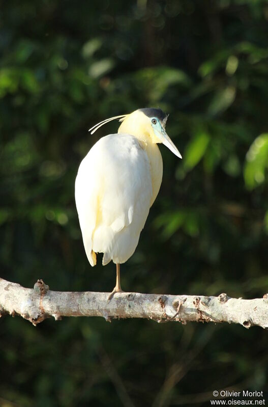 Capped Heron