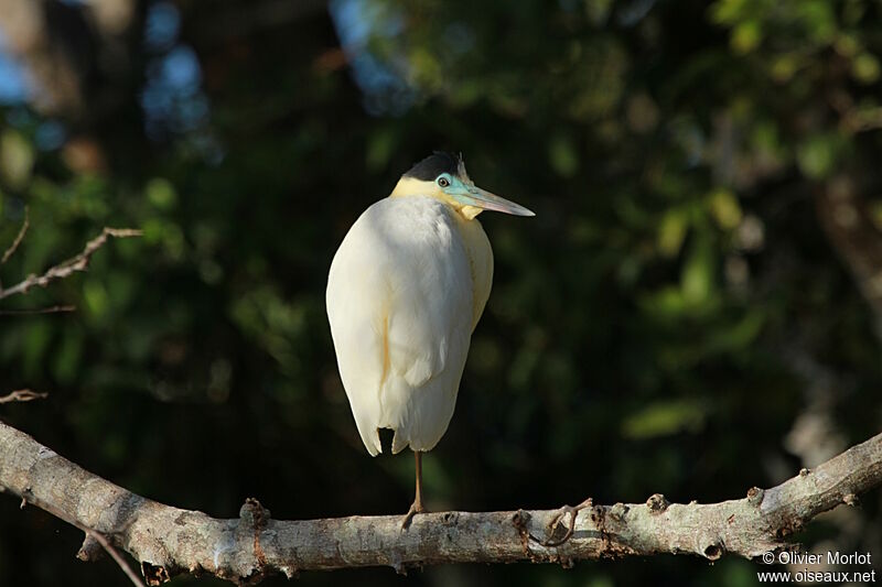 Capped Heron