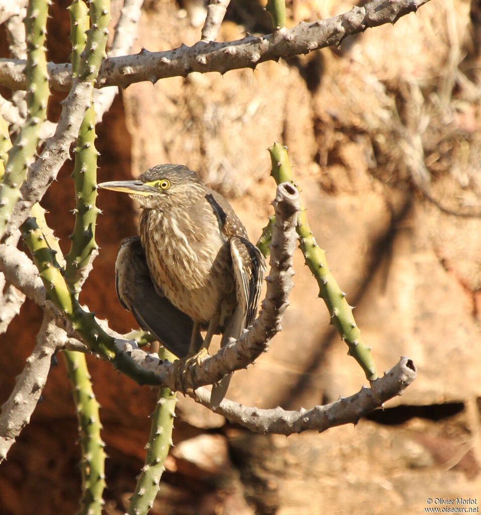 Héron des mangroves