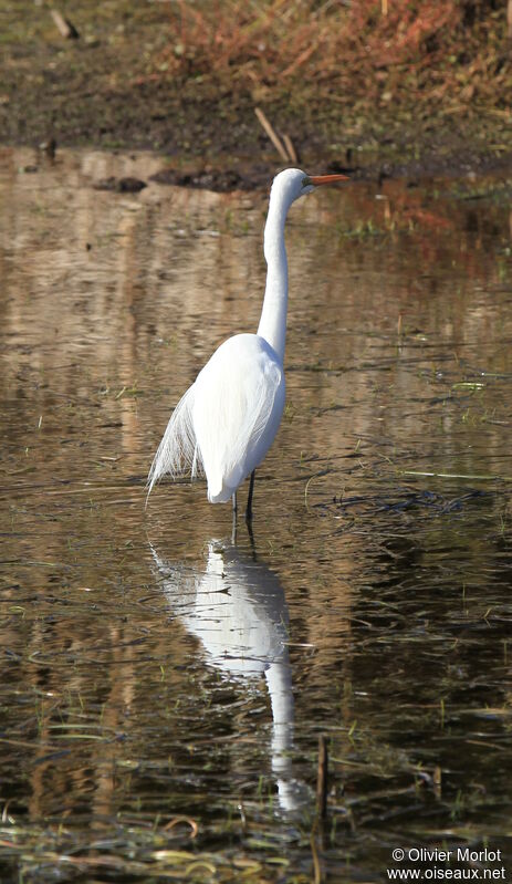 Medium Egret