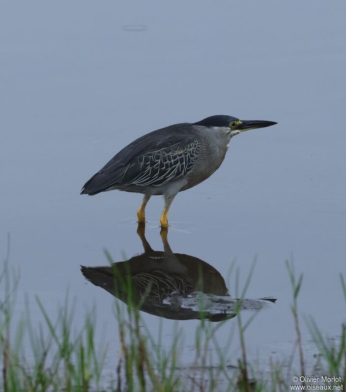 Striated Heron