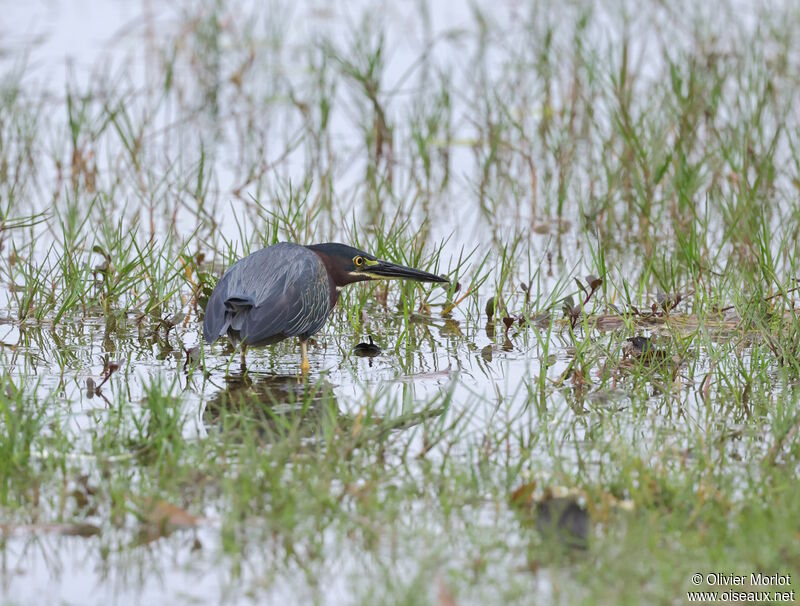 Green Heron