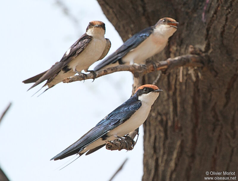 Wire-tailed Swallow