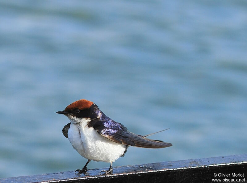 Hirondelle à longs brins