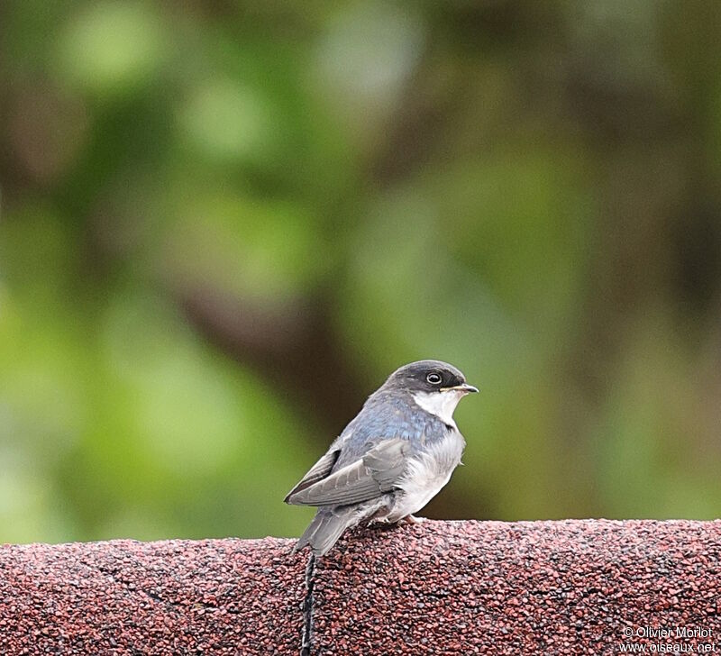 Blue-and-white Swallow