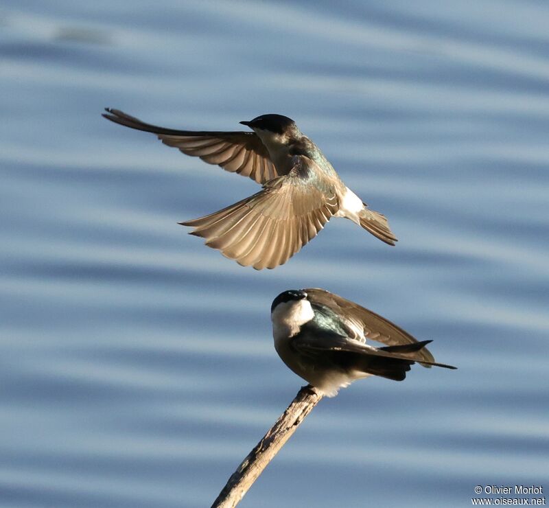 Mangrove Swallow