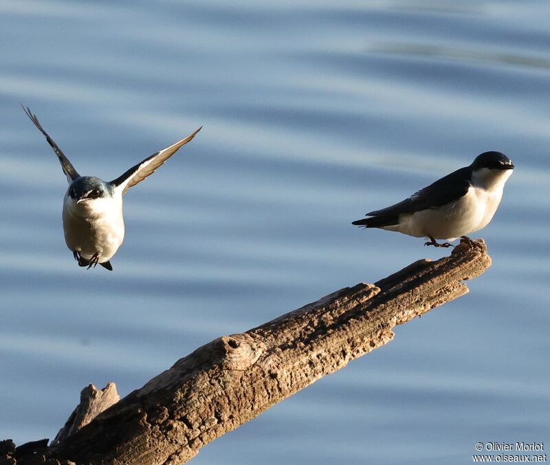 Mangrove Swallow