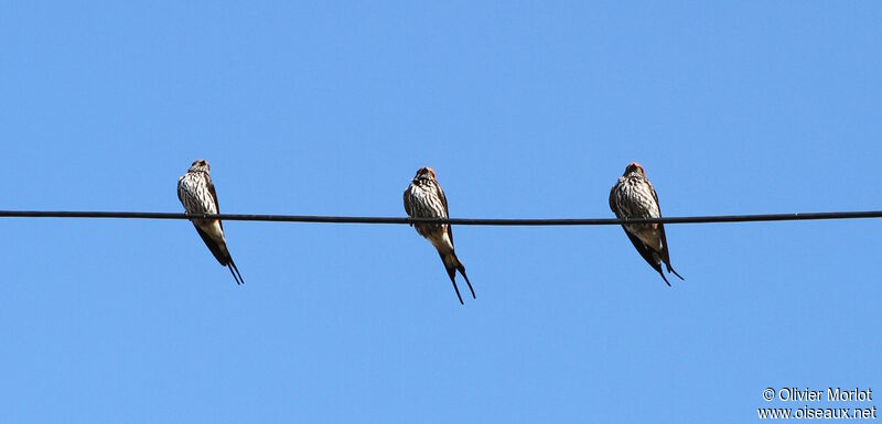 Lesser Striped Swallow