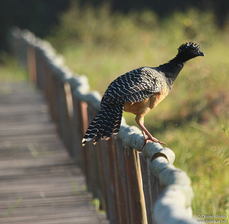 Bare-faced Curassow female