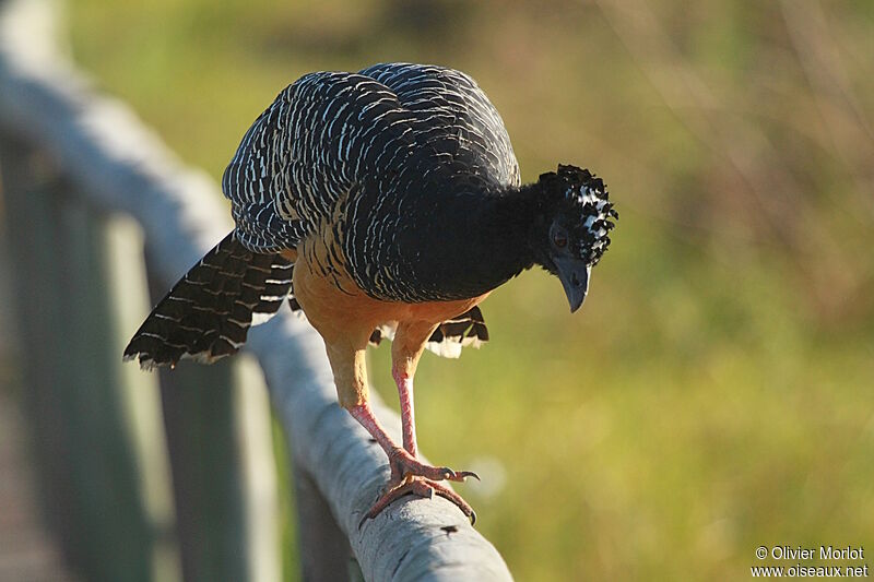 Bare-faced Curassow female