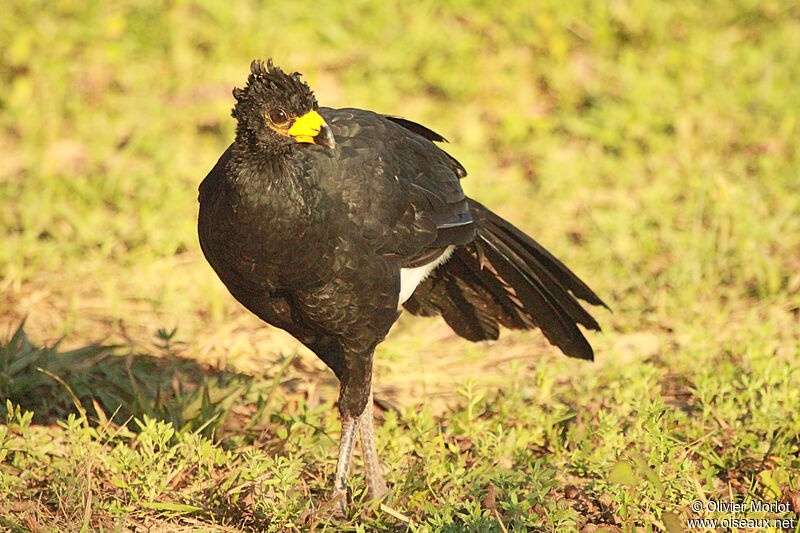 Bare-faced Curassow male