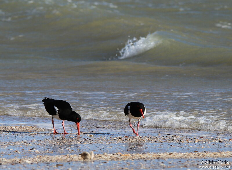 Pied Oystercatcher