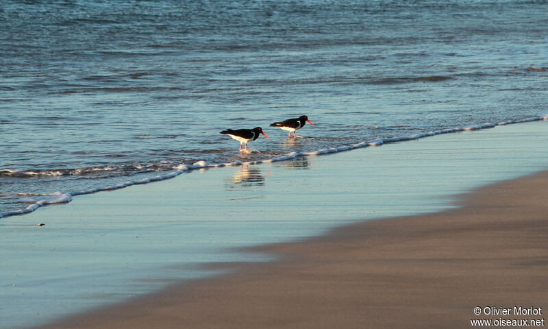 Pied Oystercatcher