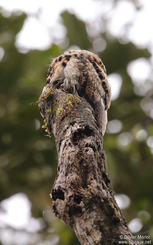 Andean Potoo