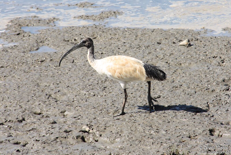 Ibis à cou noir