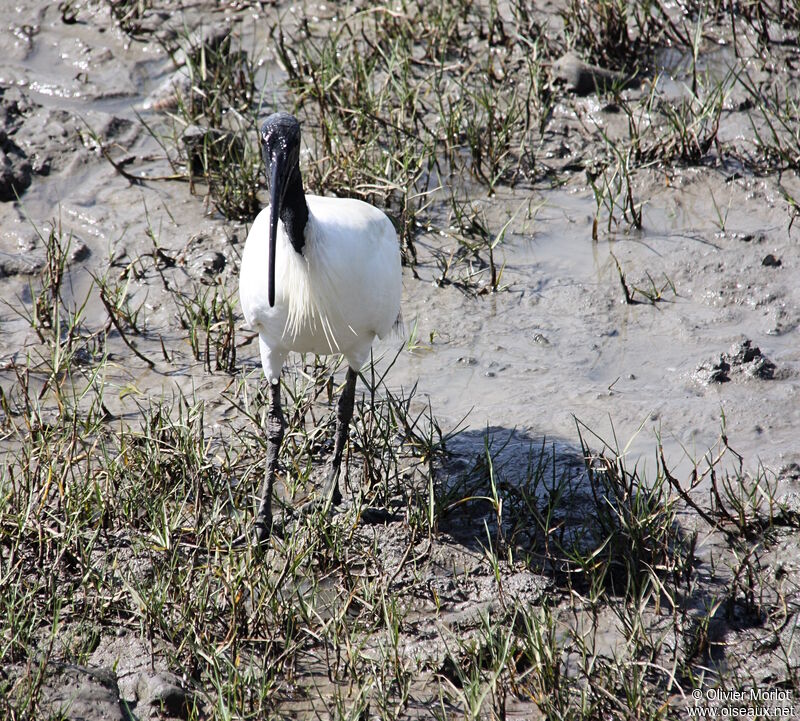 Australian White Ibis