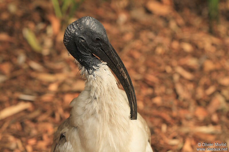 Ibis à cou noir