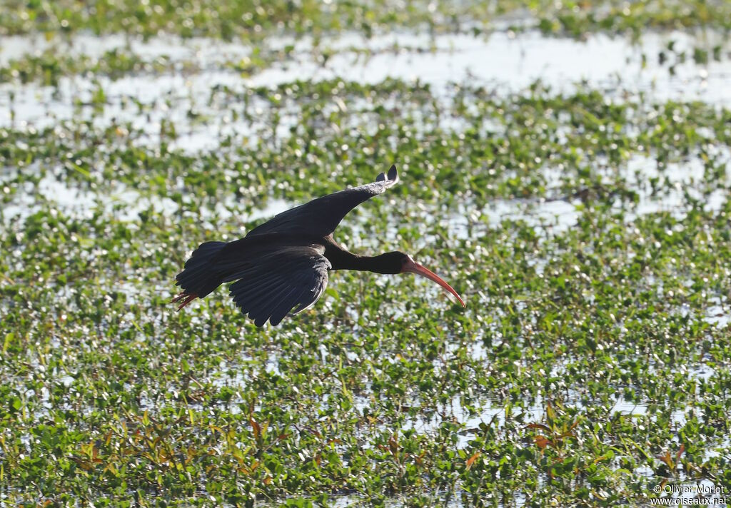 Ibis à face nue