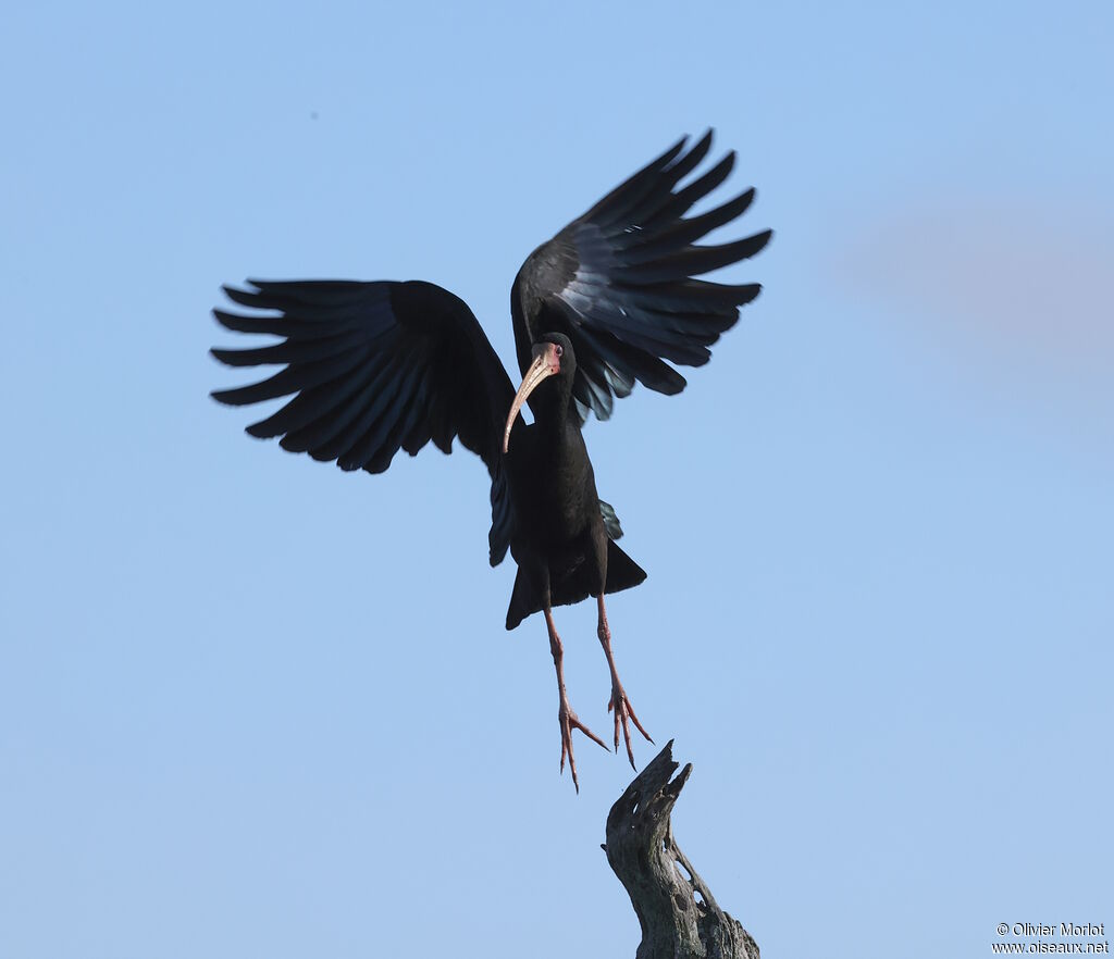 Ibis à face nue