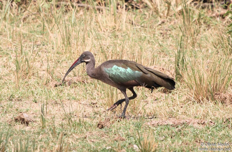 Ibis hagedash