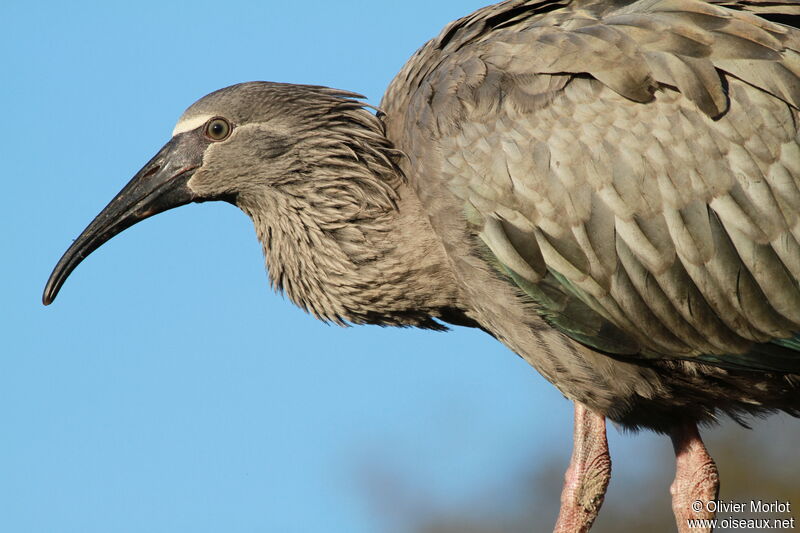 Ibis plombé