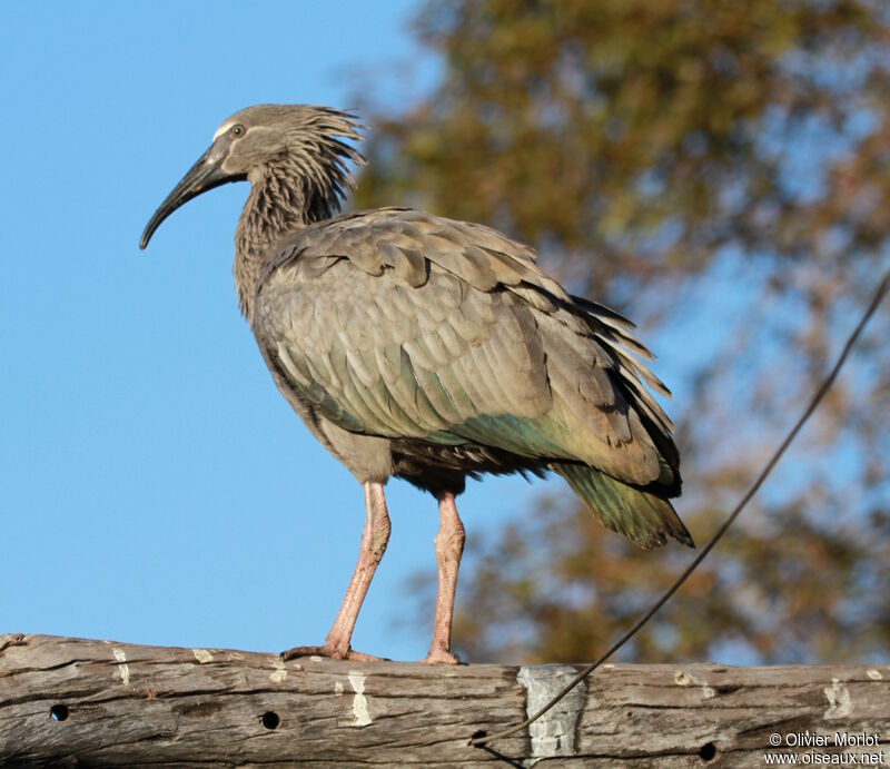 Ibis plombé