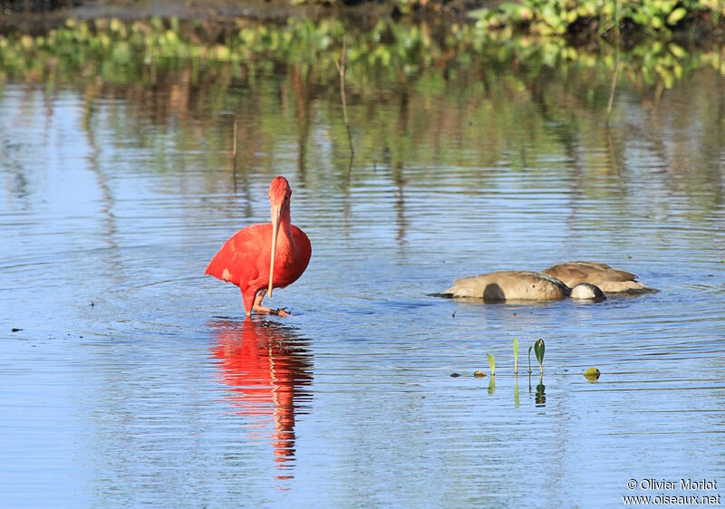 Scarlet Ibis