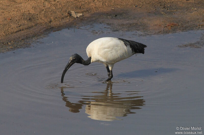 African Sacred Ibis