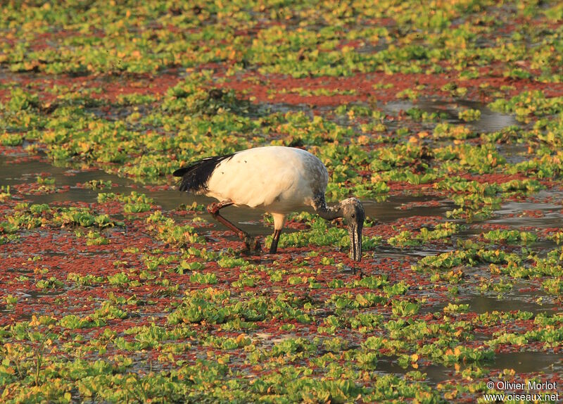 African Sacred Ibis