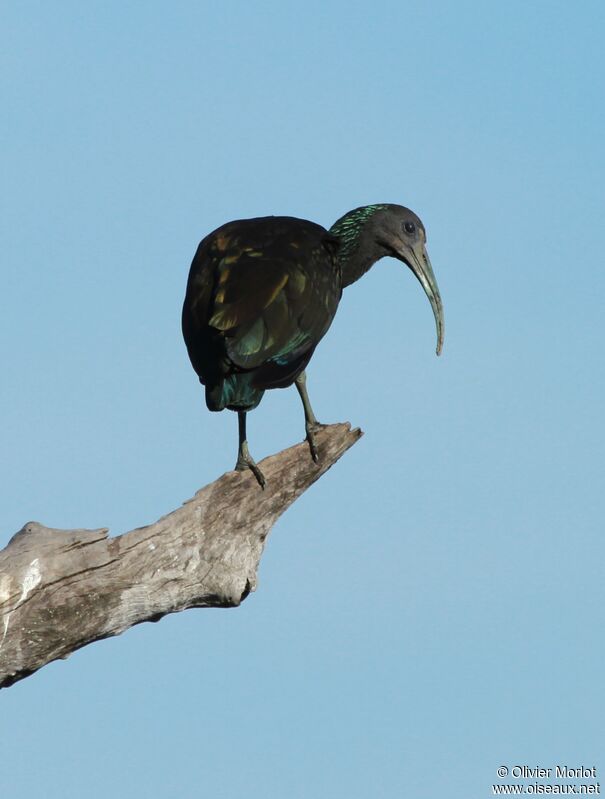 Green Ibis