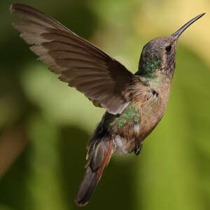 Colibri de Xantus
