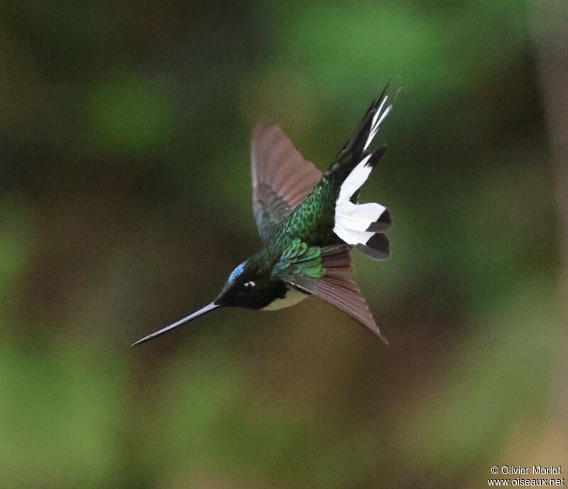 Collared Inca male