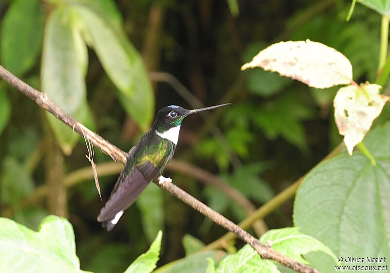 Collared Inca male