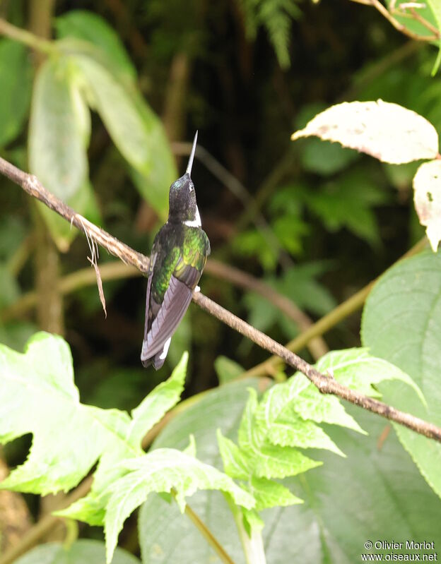 Collared Inca male