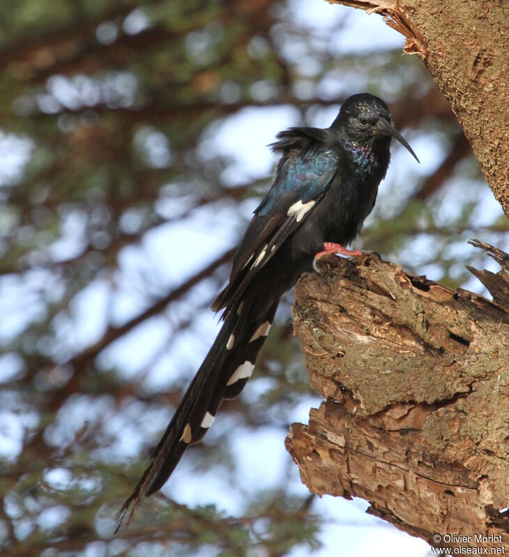 Black-billed Wood Hoopoe