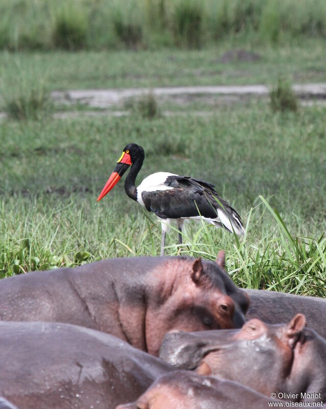 Saddle-billed Stork