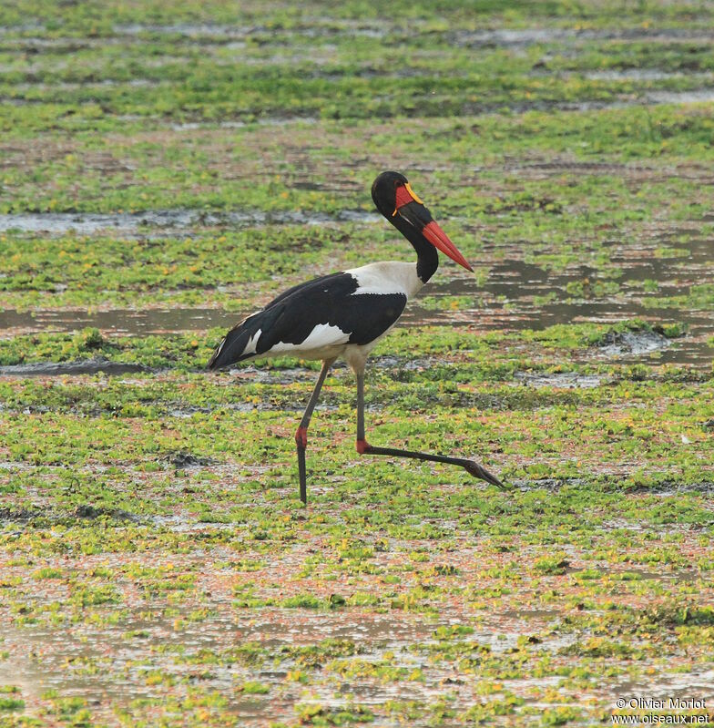 Jabiru d'Afrique