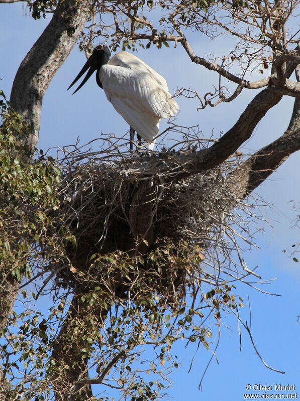 Jabiru d'Amérique