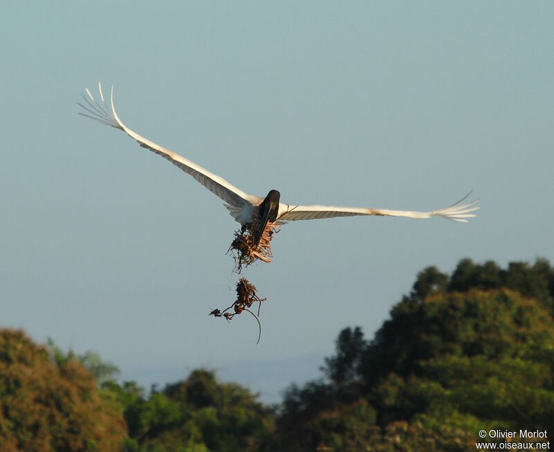 Jabiru d'Amérique