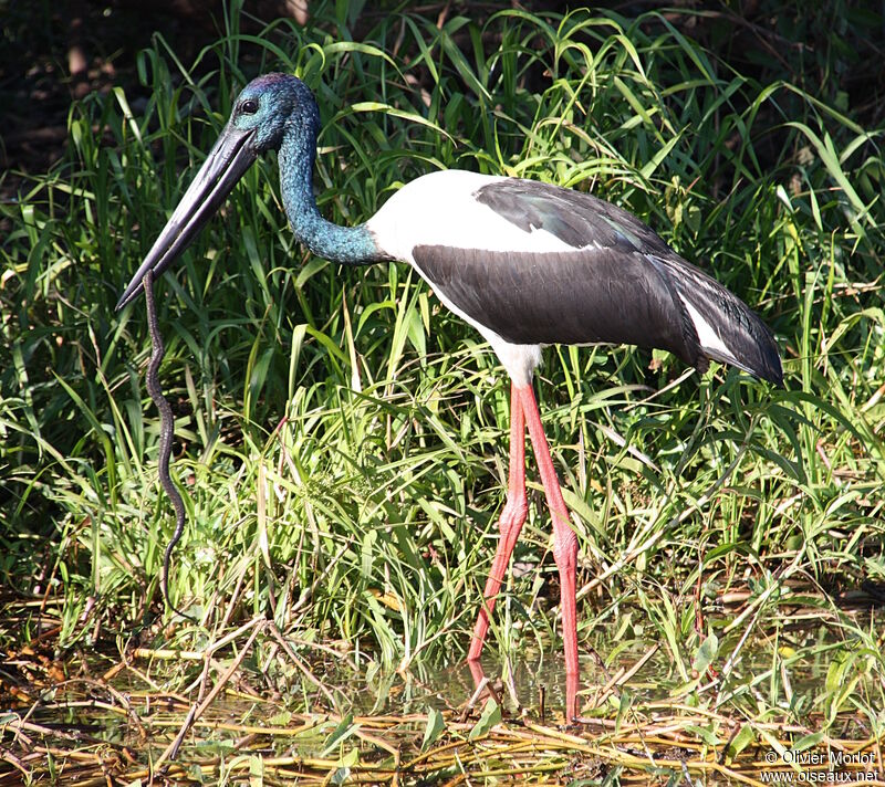 Jabiru d'Asie