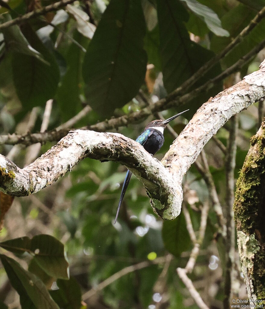 Jacamar à longue queue