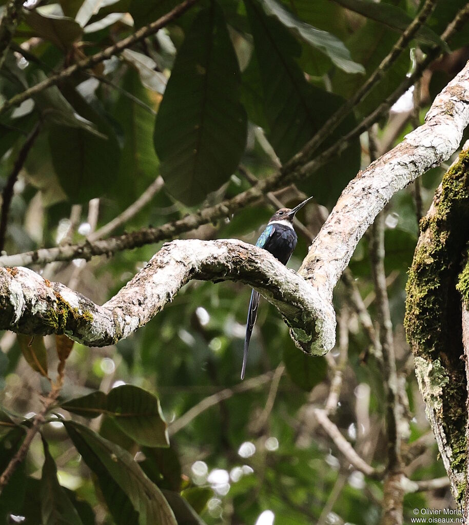 Jacamar à longue queue