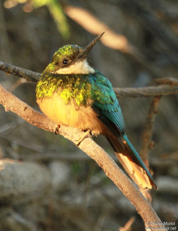 Rufous-tailed Jacamar