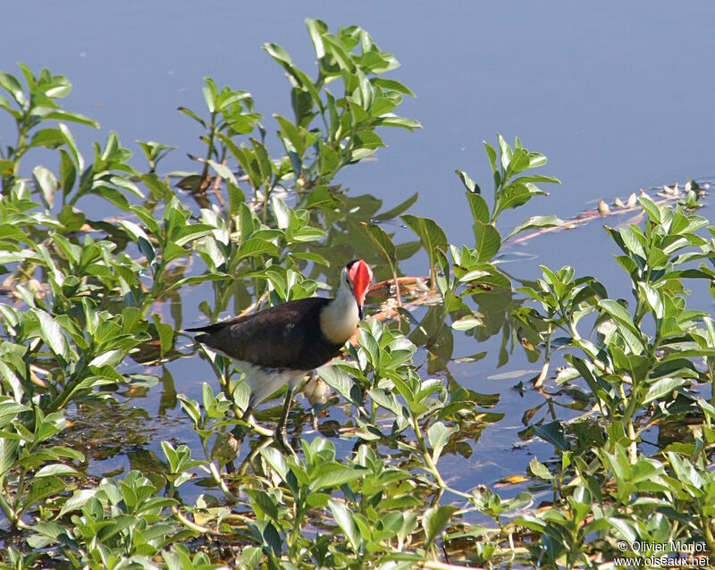 Jacana à crête