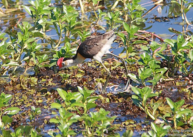 Jacana à crête