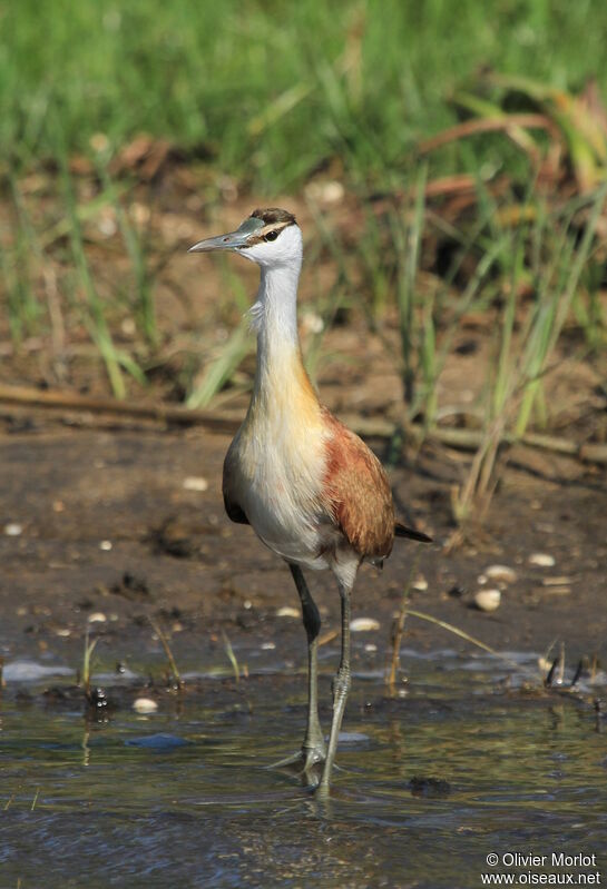 African Jacana