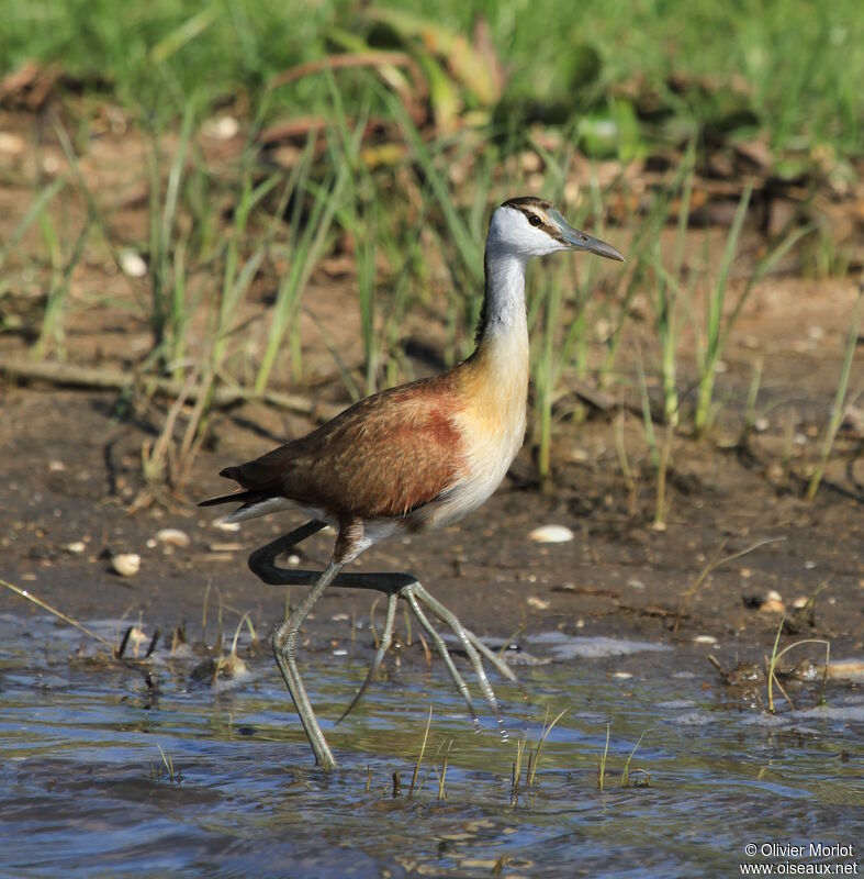 African Jacana