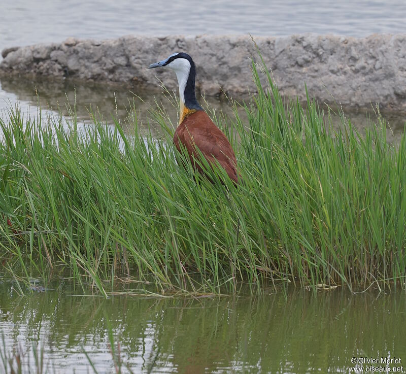 Jacana à poitrine dorée