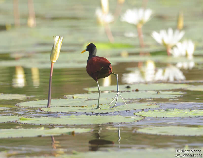 Jacana du Mexique