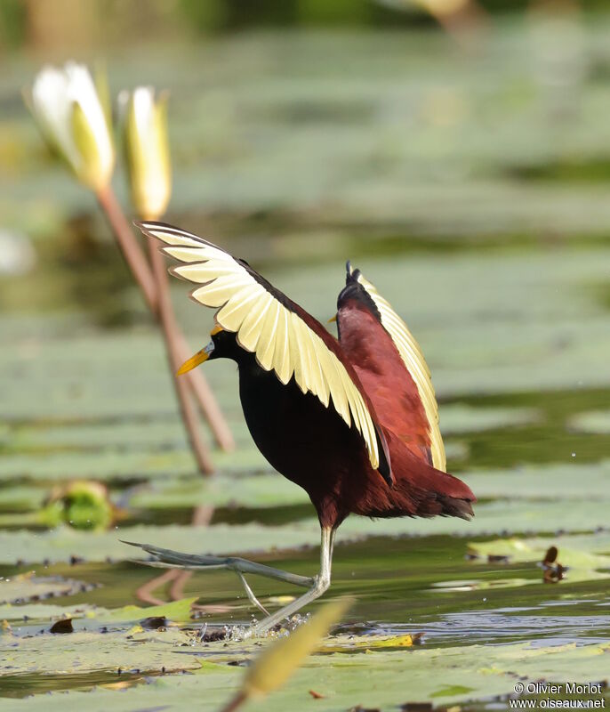 Northern Jacana